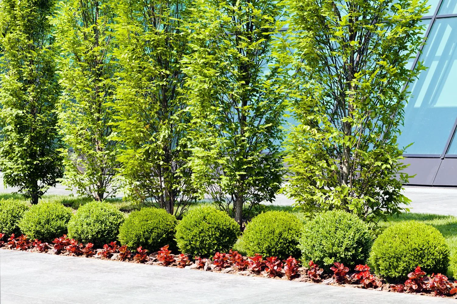 Landscaped commercial-style garden with pathway and plantings